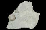 Fossil Crinoid (Eucalyptocrinus) Calyx on Rock - Indiana #127317-1